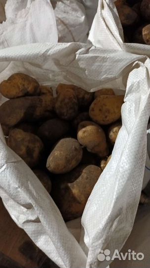 Продам картофель