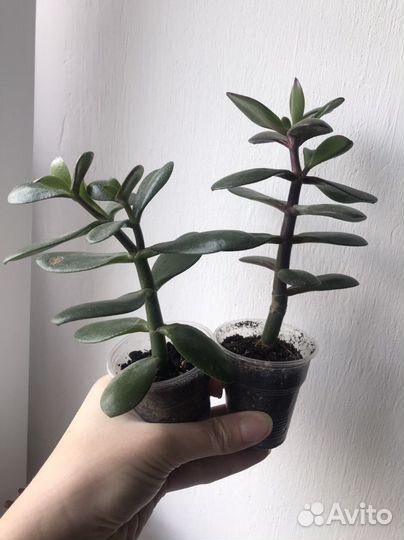 Крассула толстянка