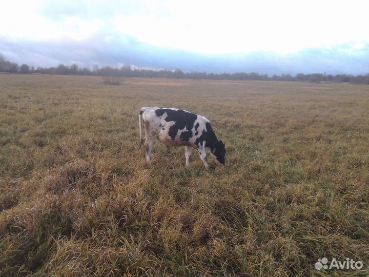 Овцы бараны ягнята, козы, телята