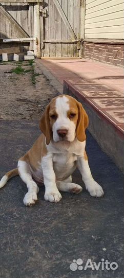 Щенки бигль девочки