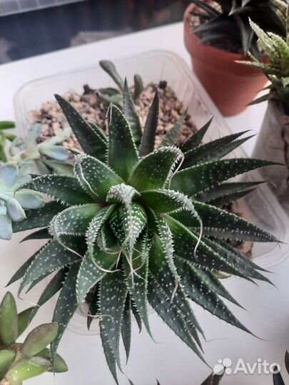 Суккуленты