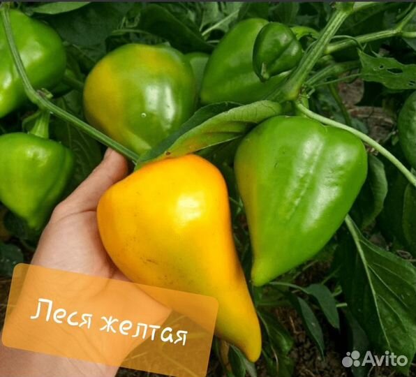 Перец Рид семена