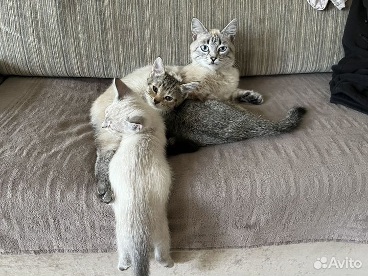 Котята в добрые руки