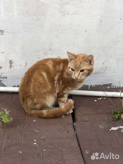 Брошенные котята