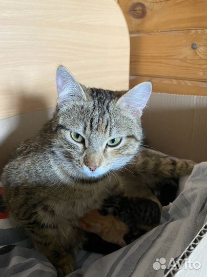 Котята в добрые руки бесплатно