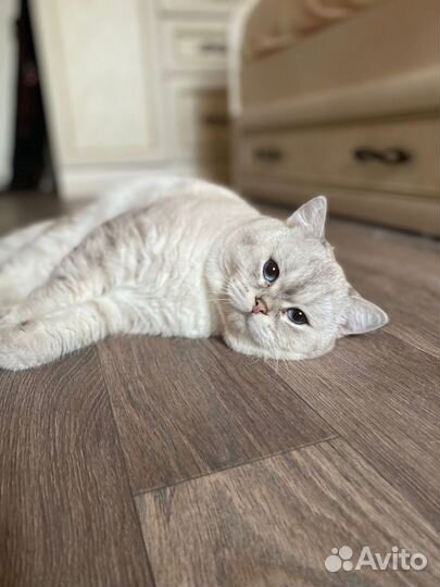 Британская шиншилла. Котик на вязку