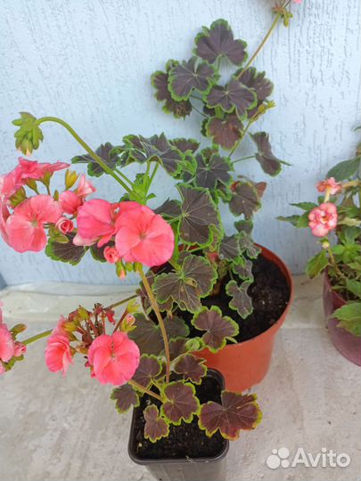 Пеларгонии и бегония на фото