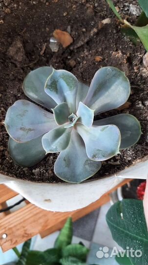 Суккуленты