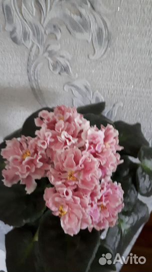 Фиалка сортовая