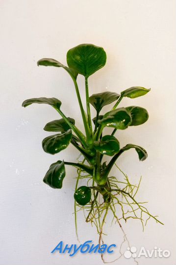 Аквариумные растения