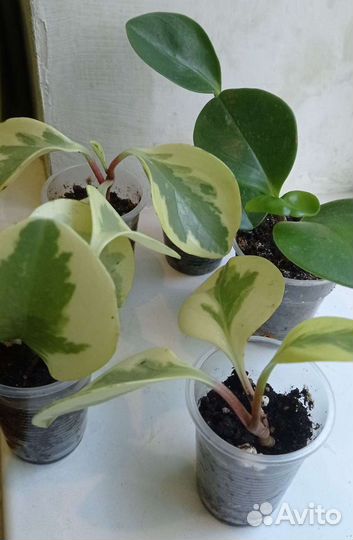 Комнатные Цветы для дома и офиса