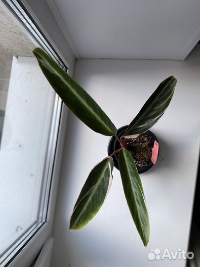 Строманта триколор