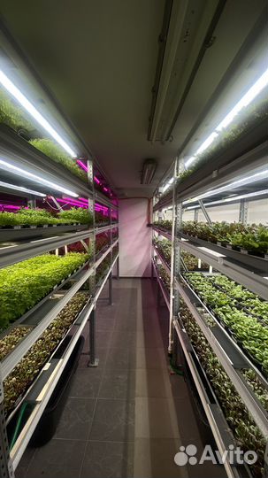 Сити-фермер