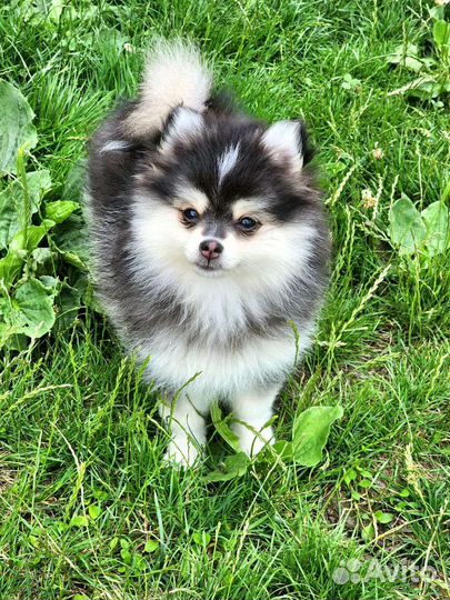 Помски мини хаски