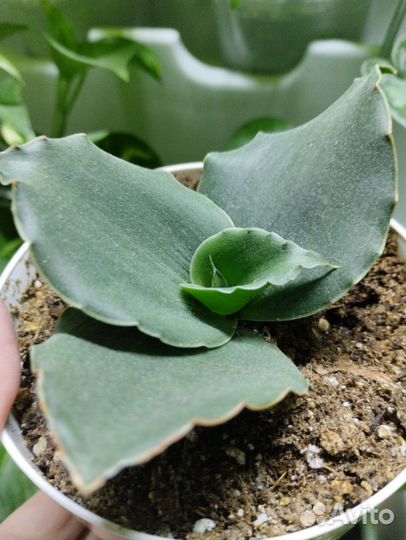 Сансевьерия