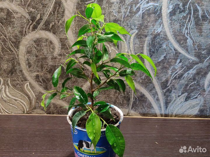 Фикус бенджамина