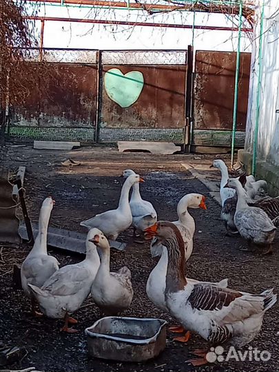 Гусята суточные