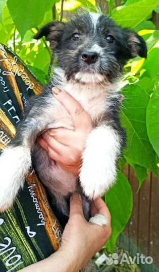 Собака в добрые руки щенок