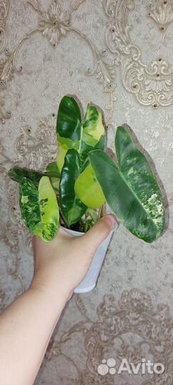 Сортовые филодендроны