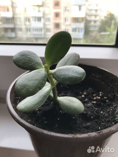 Толстянка (денежное дерево)