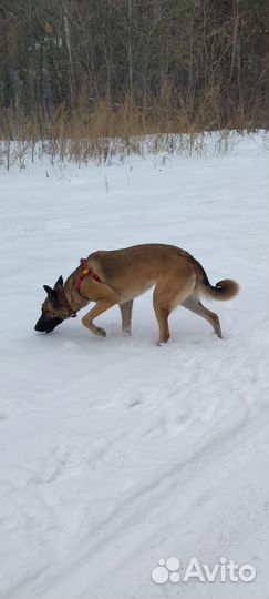 Отдам собаку в самые лучшие руки