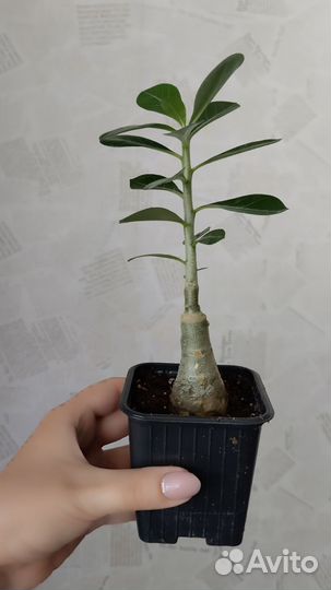 Адениум