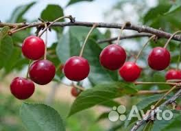 Саженцы вишни 1-2м