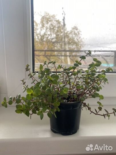 Комнатные растения каллизия, фиалка, фикус