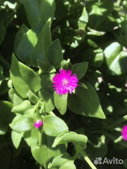 Аптения сердцелистная-крестовник