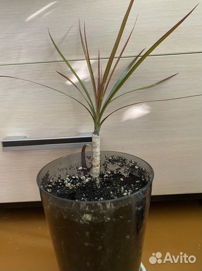 Драцена маргината