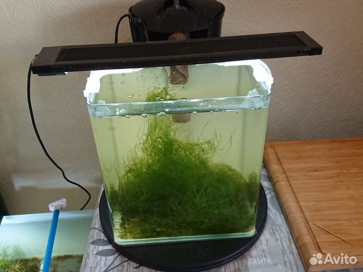 Аквариум с наполнением