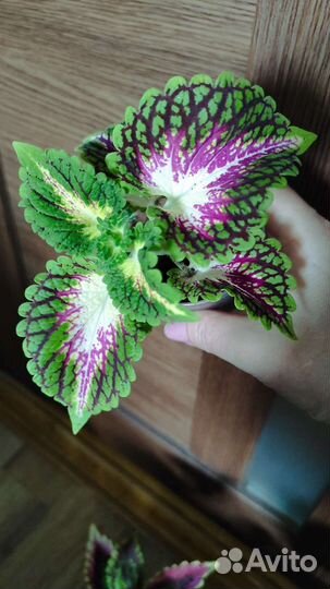 Колеус аватар