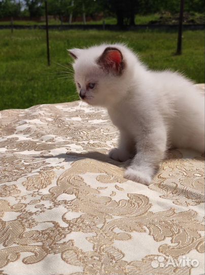 Кошки