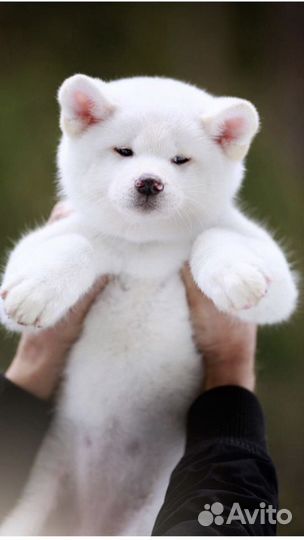 Вязка Акита ину