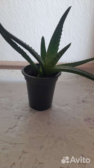 Алоэ и молочай