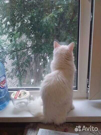 Кошка-подросток
