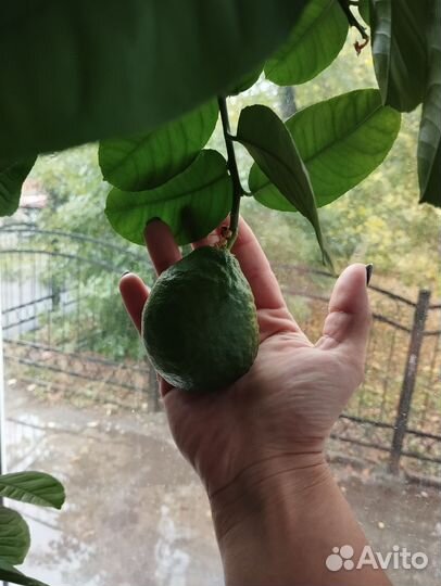 Комнатные лимонные деревья