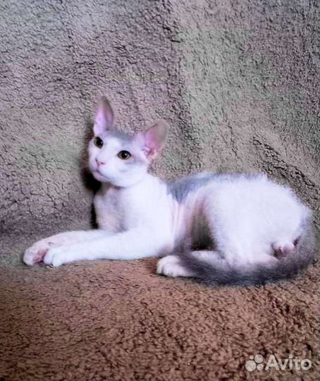 Кошки