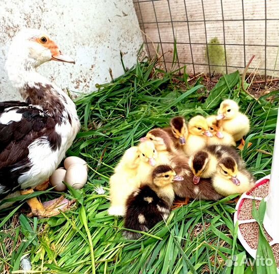 Мускусные индоутята