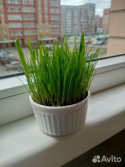 Микрозелень