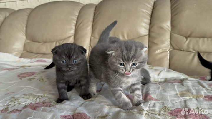 Шотландские котята