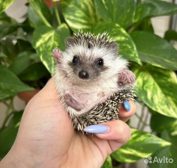 Африканские ручные ежи, милые ежики