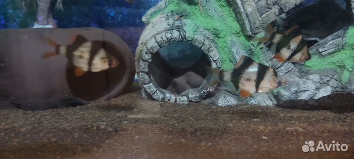 Рыбки барбус суматранский стая 8 штук