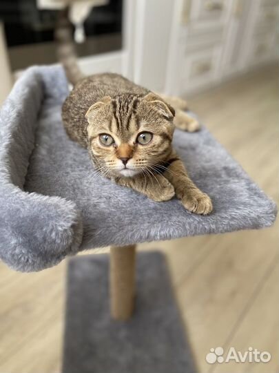 Котенок шотландский
