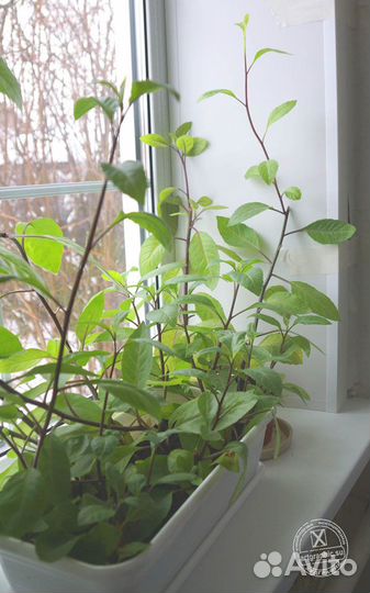 Джинура - листья, черенки или целиком