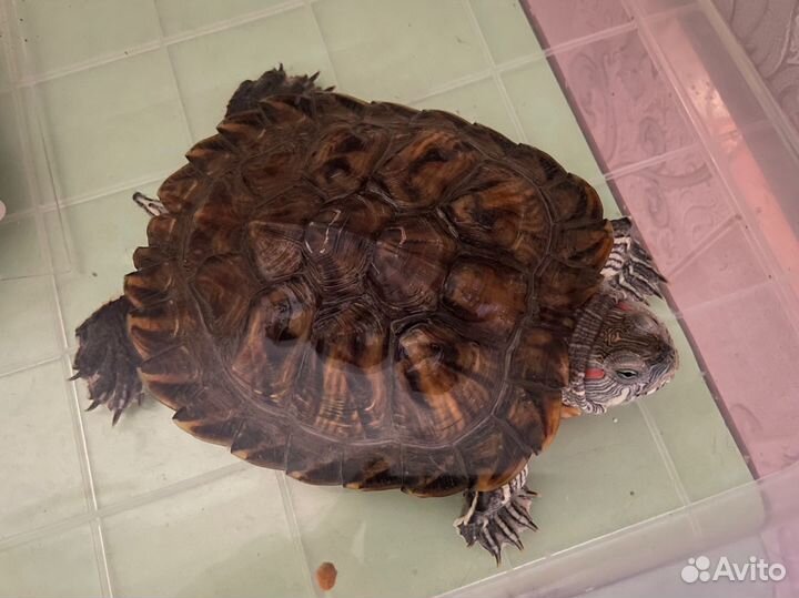 Красноухая черепаха