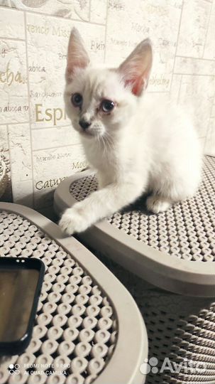 Меняю кошечку на корм)