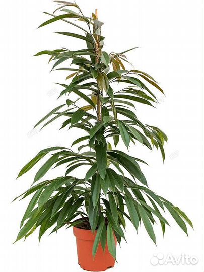 Фикус биннендийка Али Ficus binnendijki Alii 70/17