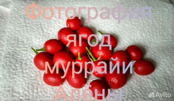 Муррайи ягоды