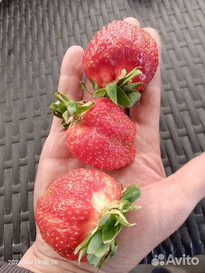 Домашняя клубника урожай 2024 года